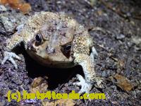 /home//u458753944/public_html/sourcegallery//////McKaig Nature Center/2020-09-27/P9270684.JPG